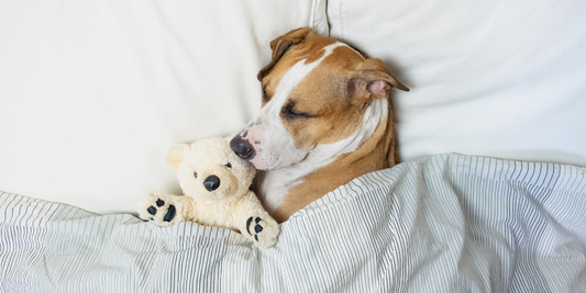 dog mutt mixed breed sleeping sleep asleep in bed dreaming dream dreams