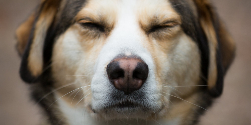 mixed breed dog mutt cranky grumpy irritable