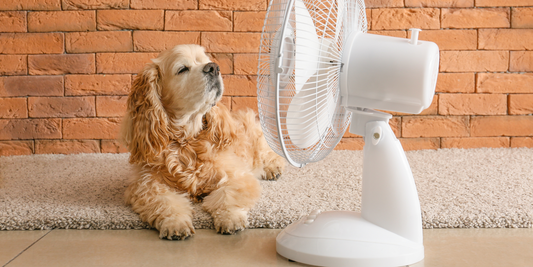 cocker spaniel dog air fan sweat cool down bodies body temperature