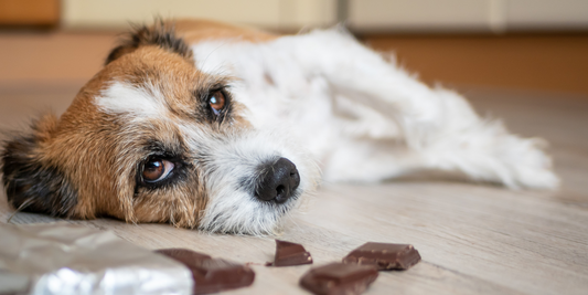 terrier dog lying on ground near chocolate bar chocolate poisoning toxic toxicity