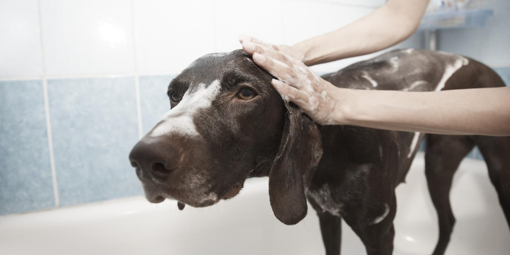 dog in bath being washed by human