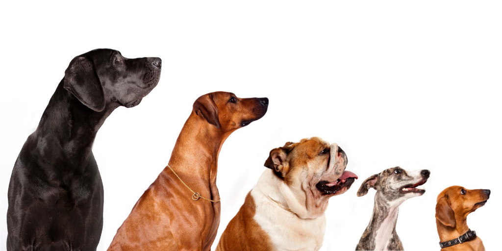 Facts You Didn't Know About Each Of The Dog Breed Groups