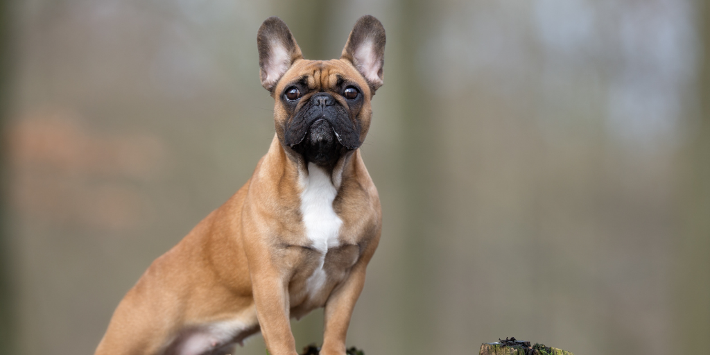 french bulldog dog breed facts information outdoors forest