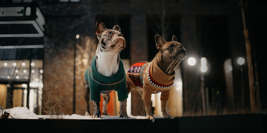 French bulldogs dogs standing outside wearing ugly sweaters for winter holidays and Christmas