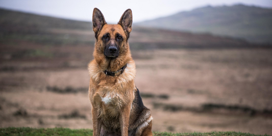 german shepherd dog breed information