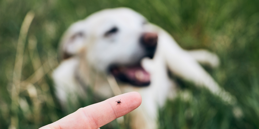 black tick on human finger yellow Labrador retriever dog in background ticks lyme disease