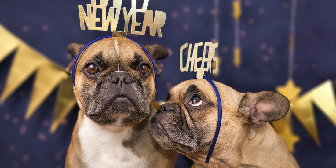 French bulldog dogs wearing new year's headbands new year's resolution happy new years dog happy new years