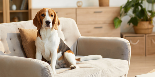 beagle dog sitting on couch with throw pillow and plant and home decor in background