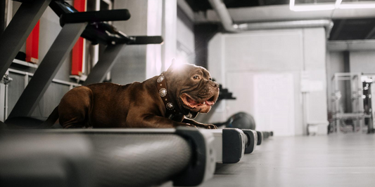 pit bull american staffordshire terrier dog working out treadmill physical exercise