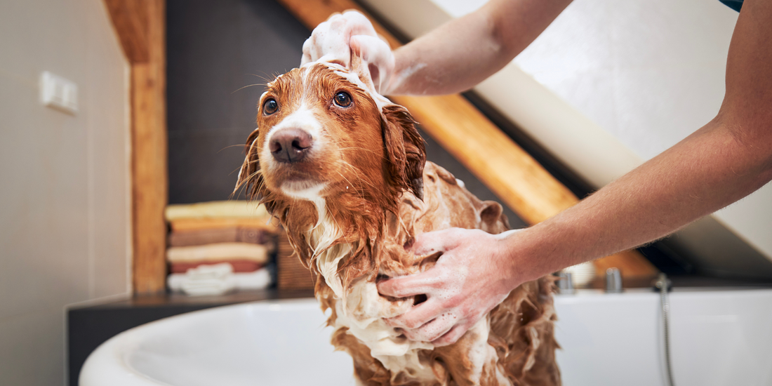 dog taking a bath at home bathing a Nova Scotia duck tolling retriever washing dogs