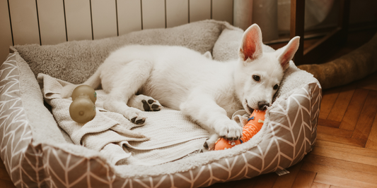 white shepherd puppy chewing chew toy dog bed teething