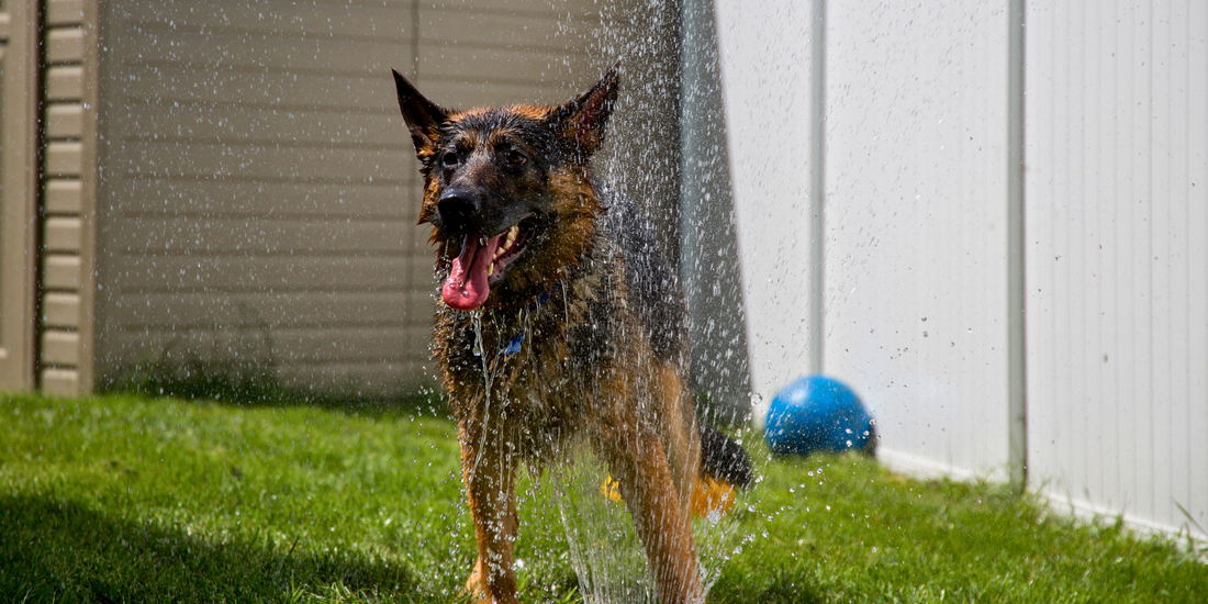 German shepherd dog in sprinkler standing over spraying water in hot summer sun