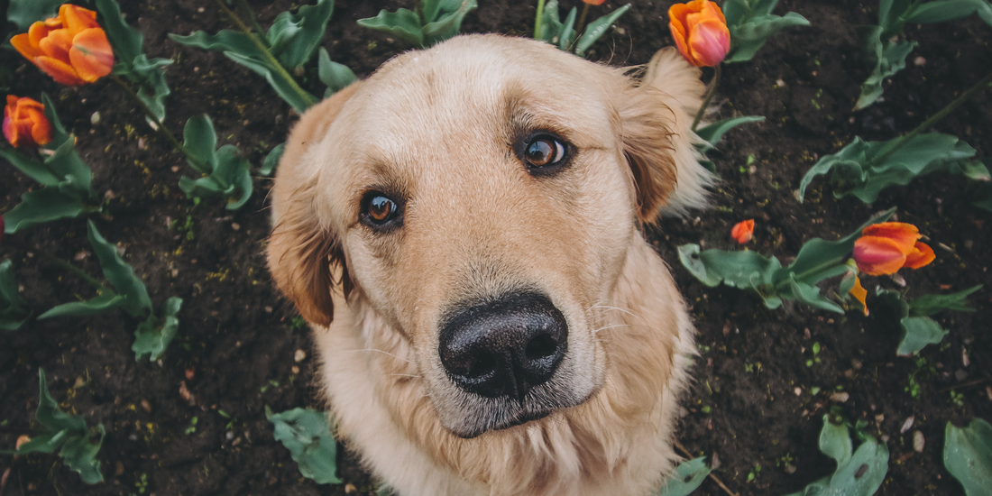 golden retriever dog on bed of tulips how to keep dog out of flower beds and garden