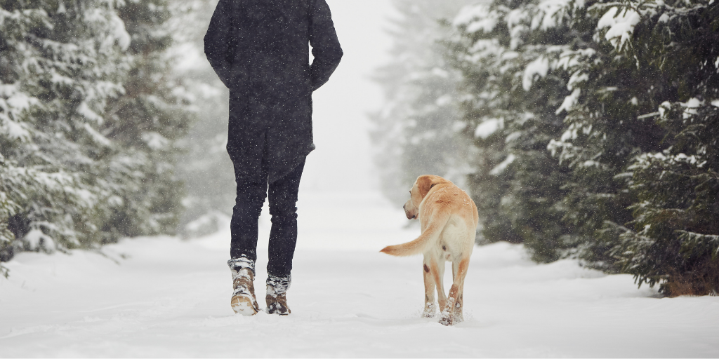 labrador retriever dog walk with human winter snow forest