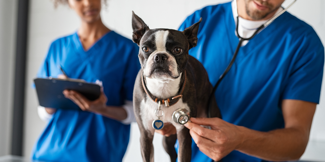Boston terrier dog heart health vet checkup stethoscope