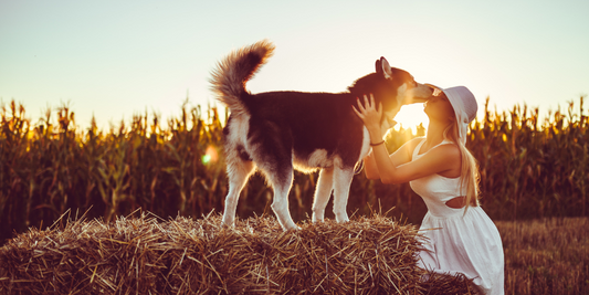 siberian husky kissing young woman lady on hay bail outside at sunset