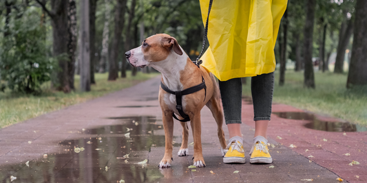 woman in yellow raincoat with pit bull Staffordshire terrier mutt dog walking in the rain