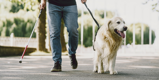 golden retriever guide dog seeing eye dog service dog crossing street blind visually impaired