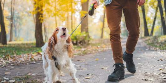 cavalier king charles spaniel dog walk retractable leash autumn fall