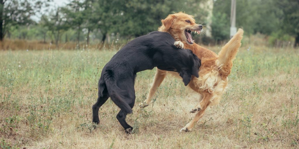 two dogs playing rough snarling play aggression black lab Labrador retriever golden retriever