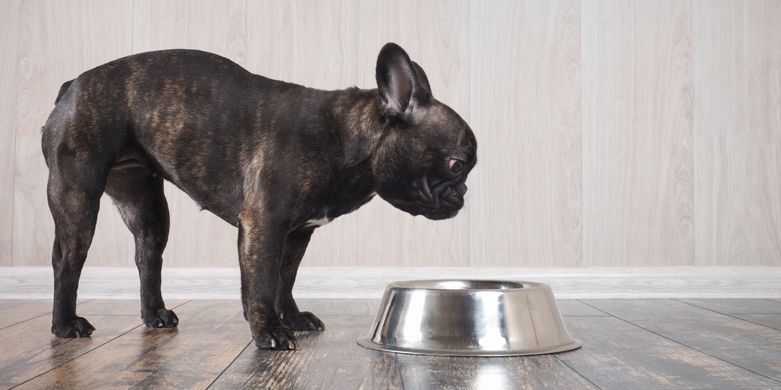 French bulldog throwing up yellow deals foam