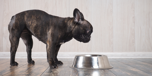 French bulldog standing over food bowl looking at bowl dog not interested in food loss of appetite nausea vomiting throwing up puking bilious vomiting syndrome BVS