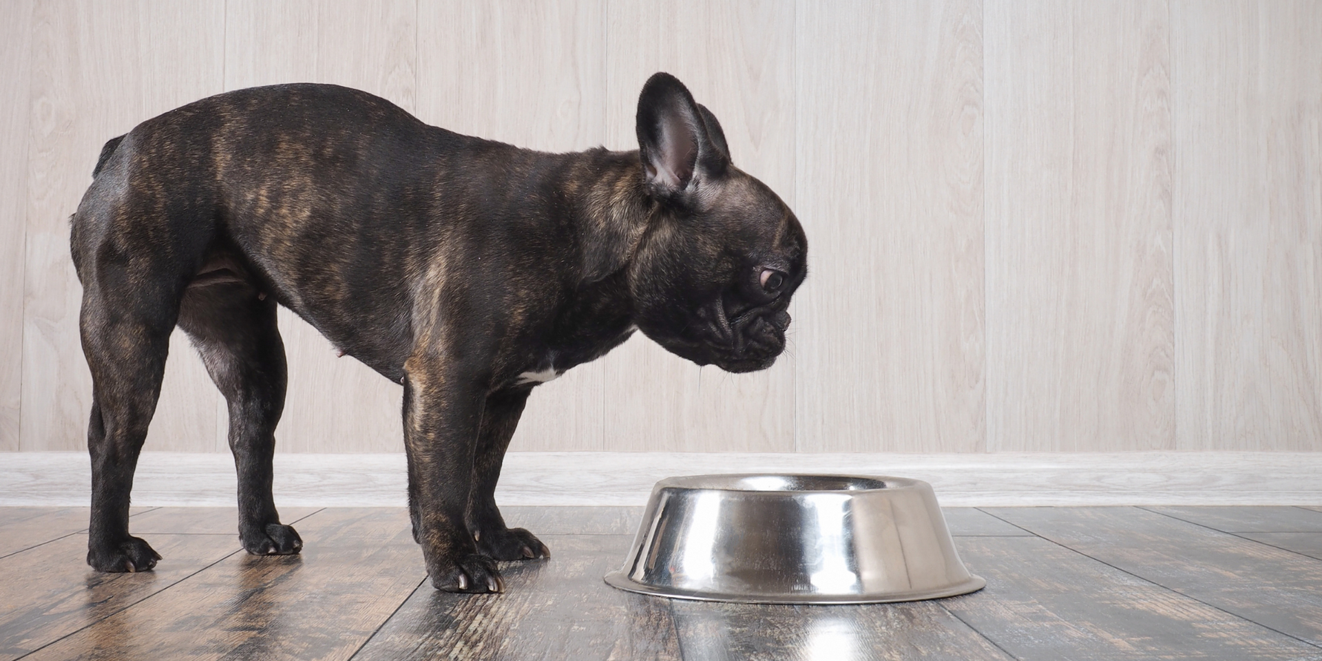 Is Your Dog Throwing Up Yellow Liquid It Could Be Bilious