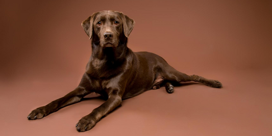 chocolate labrador retriever lab dog breed information