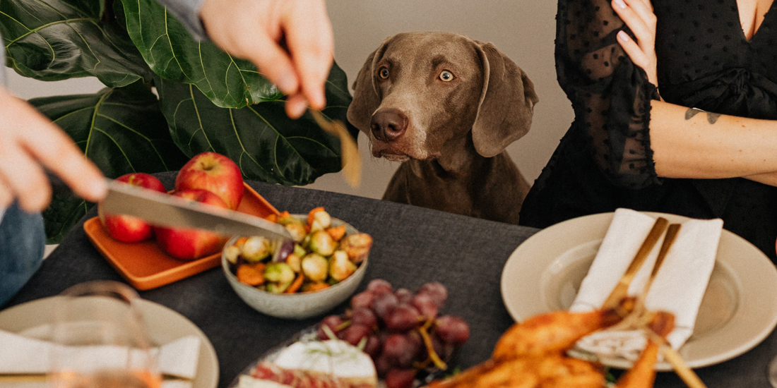 Weimaraner dog staring at thanksgiving table with dog mom and dog dad cutting turkey dog begging for thanksgiving food