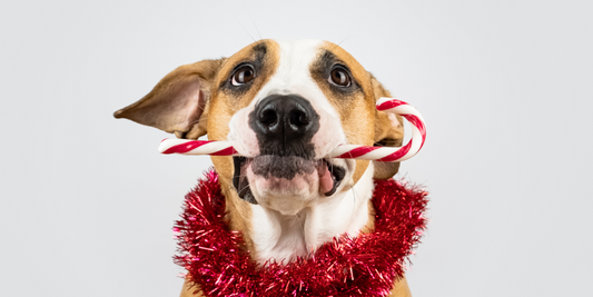 mutt mixed breed dog holding candy cane in mouth with tinsel around neck