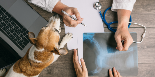 jack Russell terrier dog at vet with stethoscope and x-rays radiograph veterinary care