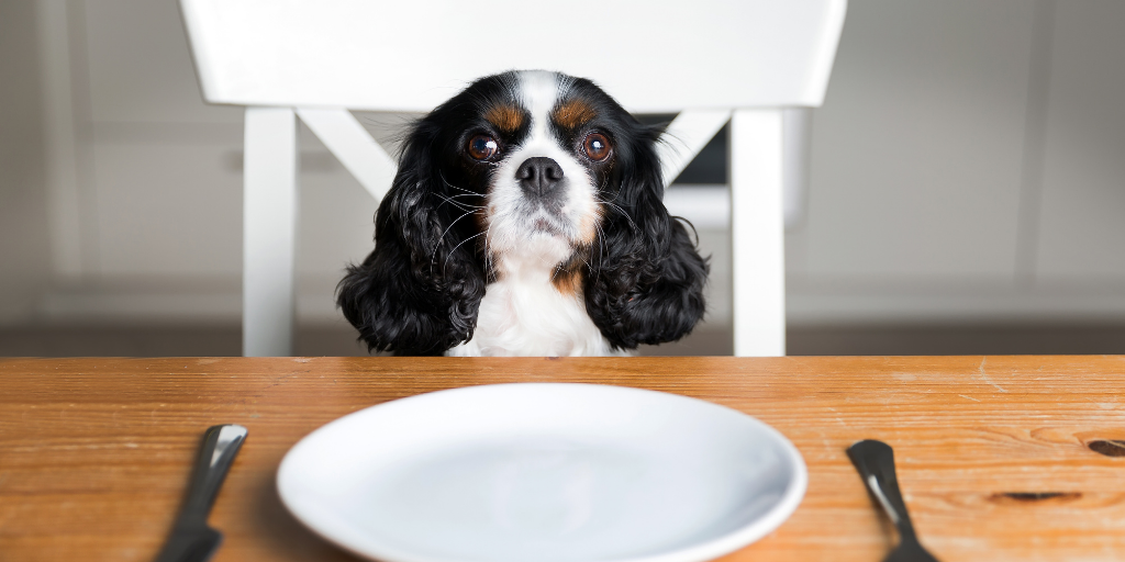 Homemade food for cavalier king clearance charles spaniel