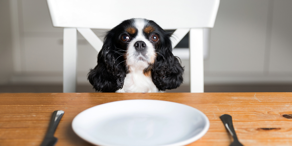 cavalier King Charles spaniel dog ckcs sitting at table homemade dog food