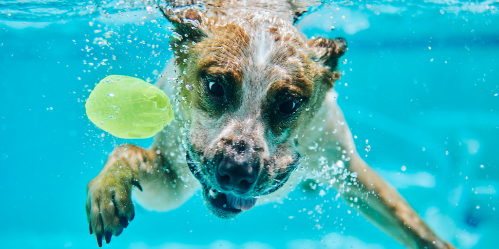 australian cattle dog dives into pool water after dog toy ball