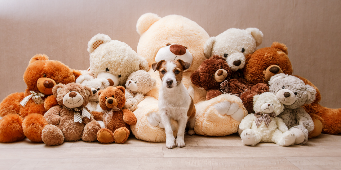 jack Russell terrier dog with teddy bear toys teddy bear dogs teddy bear dog breeds dogs that look like bears dogs that resemble bears dogs that look like teddy bears