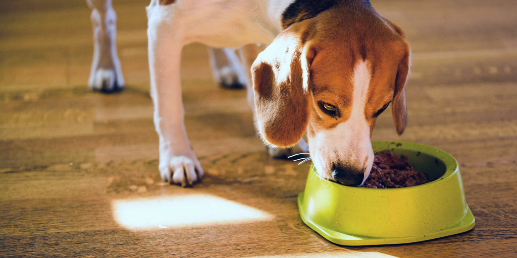 beagle hound dog eating canned dog food wet dog food wet food