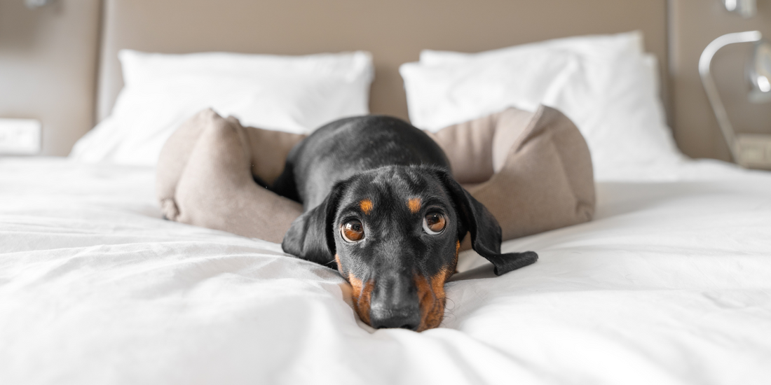 cute dachshund dog lying on dog bed on hotel bed on vacation