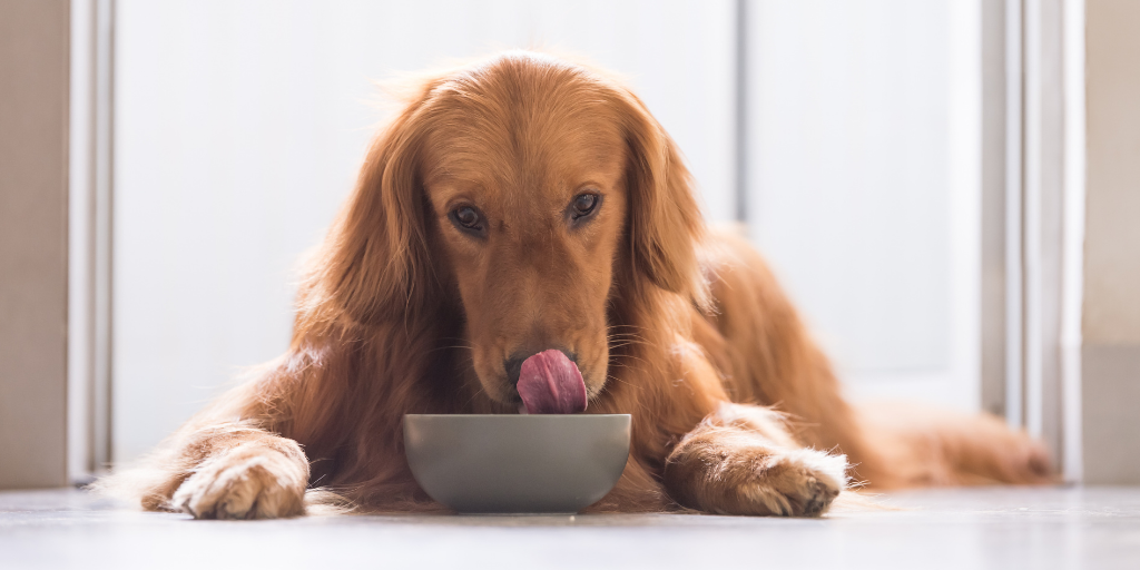 golden retriever dog drinking water bowl