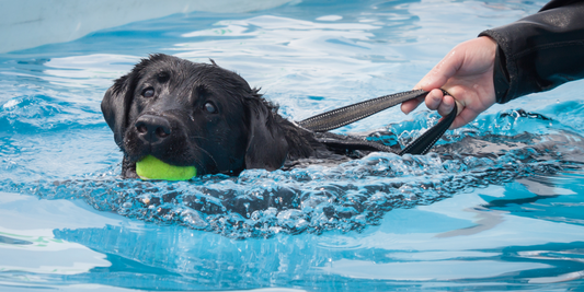 black Labrador retriever dog swimming with ball in mouth black lab dog canine hydrotherapy water therapy aquatic therapy