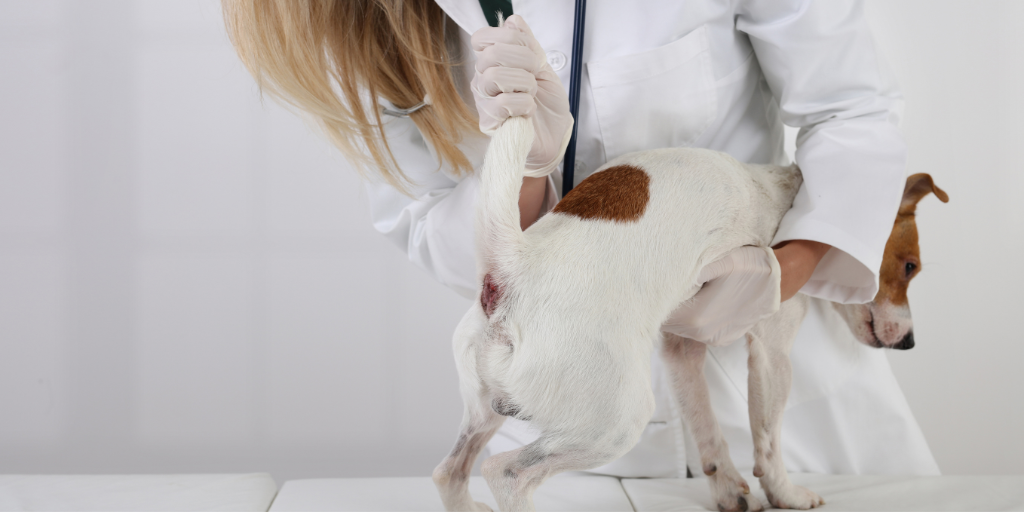 vet examining jack russell terrier butt anus tail anal glands