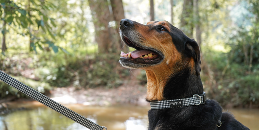 Brody rescue dog Rottweiler shepherd mix smiling on hike dog smile canine smile