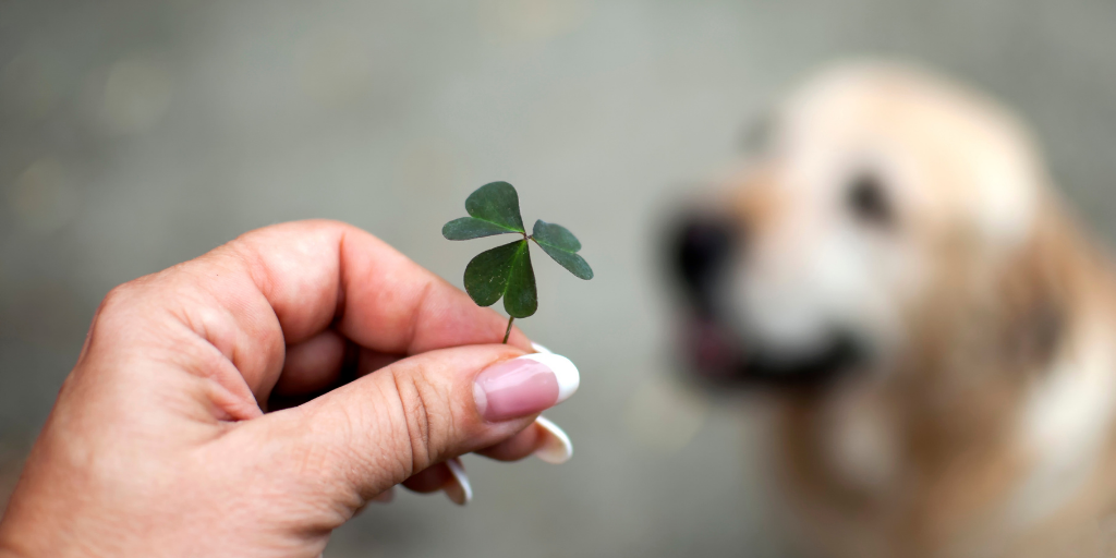 woman holding three leaf clover shamrock yellow Labrador retriever in background shamrock poisoning in dogs