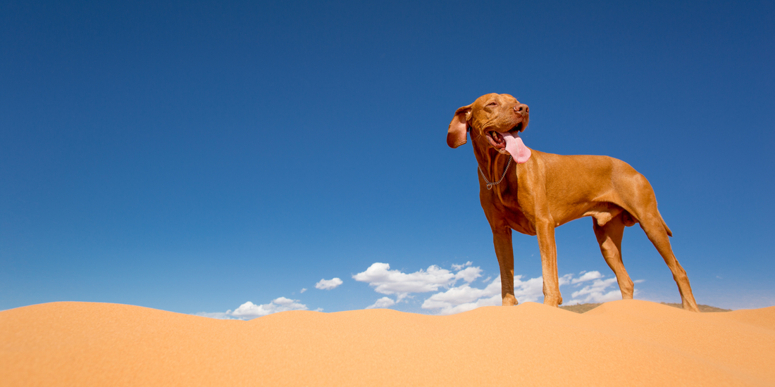 vizsla dog standing in desert purebred golden dog standing on golden desert sand with blue sky in background hot sandy sunny day dog panting