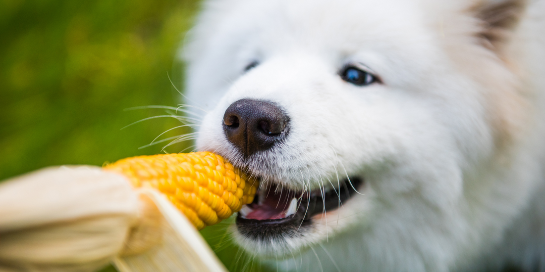 white samoyed dog eating corn on the cob in mouth enjoying eating corn