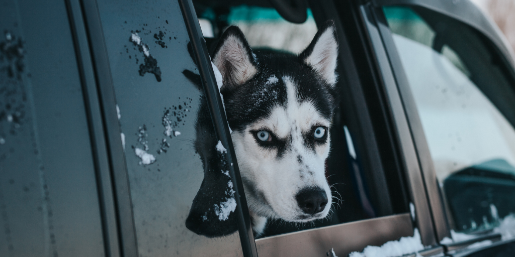 husky dog looking out window in car winter snow antifreeze