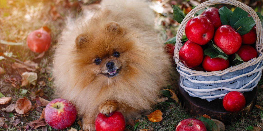 pomeranian dog apple autumn fall fruit fruits