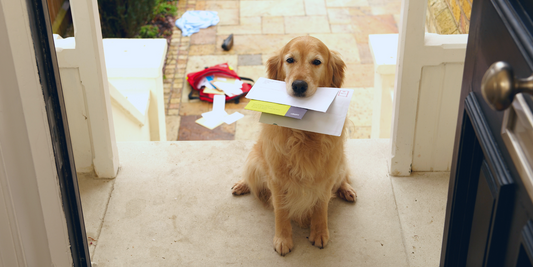 golden retriever dog sitting at front door with mail letters envelopes in mouth and no mailman mailwoman mail carrier
