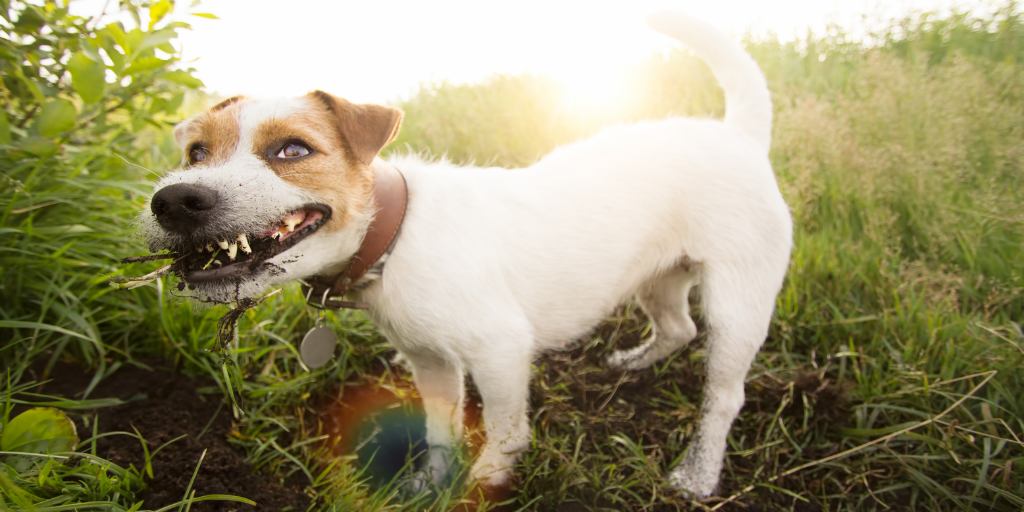 jack russell terrier dog eating dirt mud soil pica geophagia geophagy