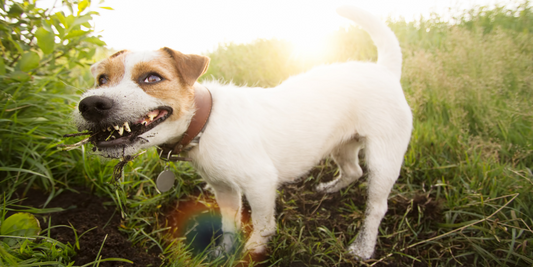 jack russell terrier dog eating dirt mud soil pica geophagia geophagy