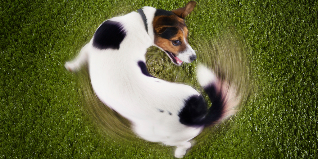 jack Russell terrier dog chasing tail outside wagging tail